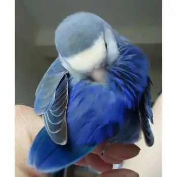 哒合法人手养牡丹鹦鹉日本桃宠物鸟观赏鸟爱情鸟赤兔马紫色普通紫罗兰