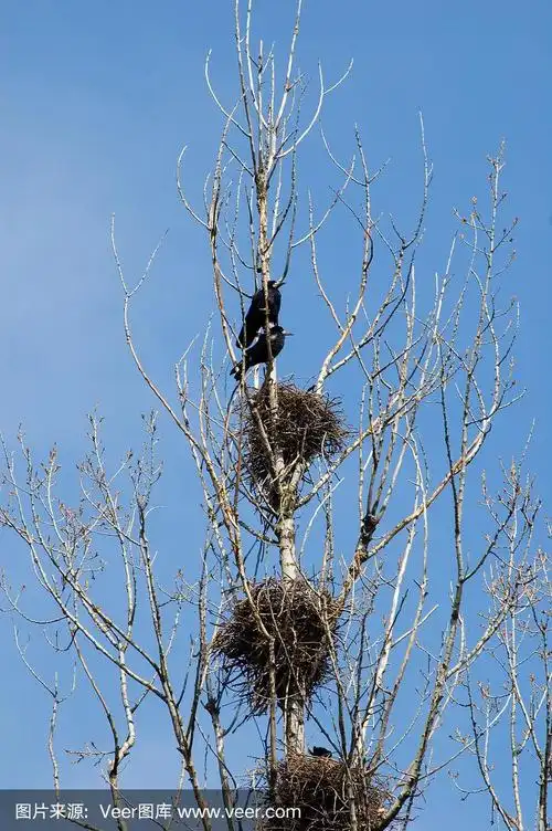 乌鸦靠近树上的巢