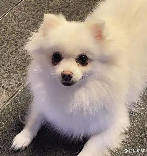 深圳市宝安区2000寻找白色博美犬