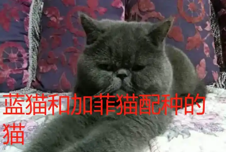 蓝猫和加菲猫配种会出什么猫
