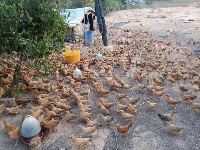 散养脱温鸡苗,大量有货