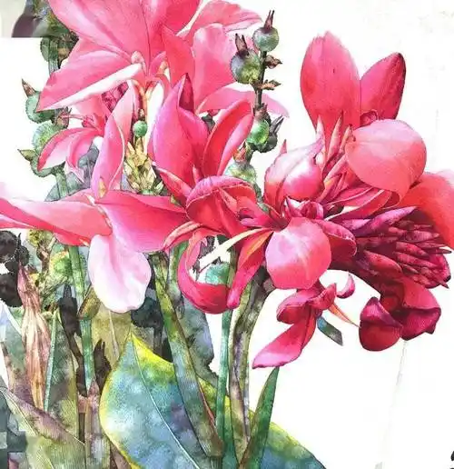 有些美人蕉一直开在童年里~水彩花卉植物绘欣赏