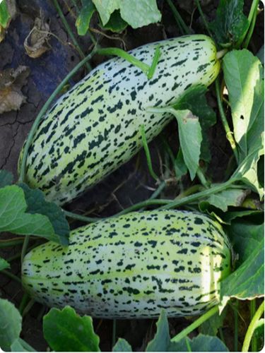 小花蜜花皮红瓤甜瓜种籽香甜嫩早熟抗病早花蜜甜瓜种子大田香瓜孑