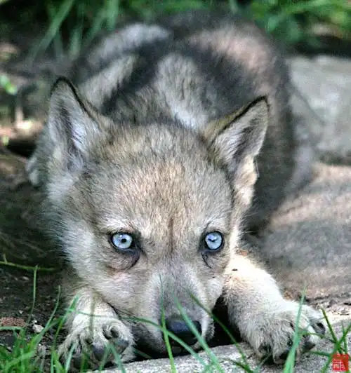 有关狼的十三个可怕事实