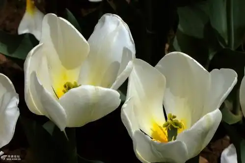 高贵典雅的花中皇后——郁金香