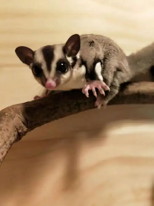 山东蜜袋鼯幼崽一年繁殖几次?