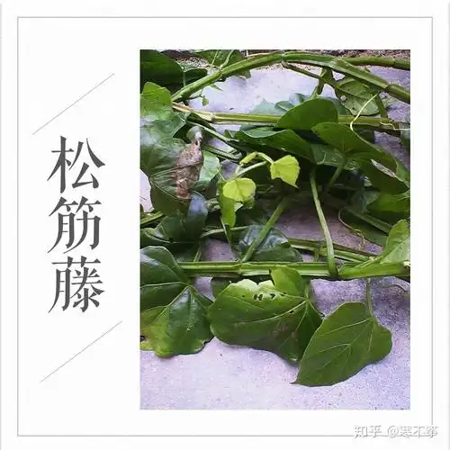 十三种医治跌打损伤的中草药那年我与祖母去采药