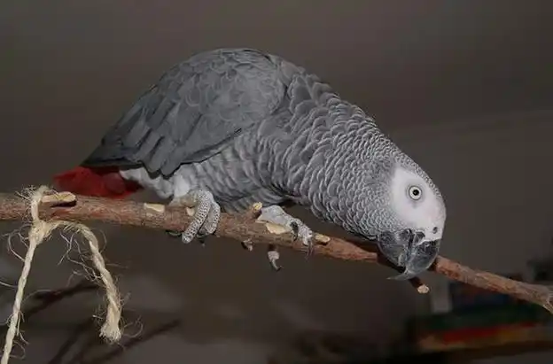 p>非洲灰鹦鹉(学名: i>psittacus erithacus /i>)属于大型鹦鹉,是