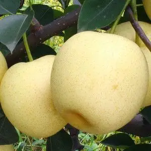 梨树苗盆栽地栽梨子树雪花梨香梨水晶梨南方北方种植梨苗当年结果