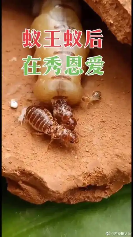 蚁后蚁王在秀恩爱