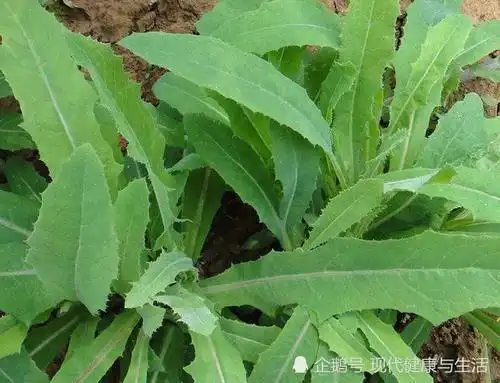 【别名】马草,黄花败酱,苦菜,野黄花,龙芽败酱,黄花龙牙,山白菜败酱草