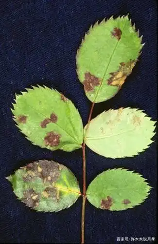 10大月季病害高清图谱及治疗方案,预防治疗两不误,内附药物清单