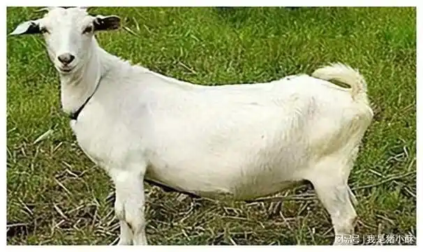 经济转型大背景下羊毛出口量减少如何保障新疆细毛羊种质资源