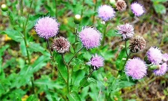 农村地里的野草有止血功效(在农村受伤出血不要急)(3)