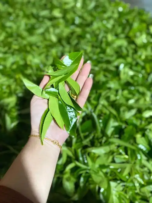 绿叶纯天然自然生长的茶叶