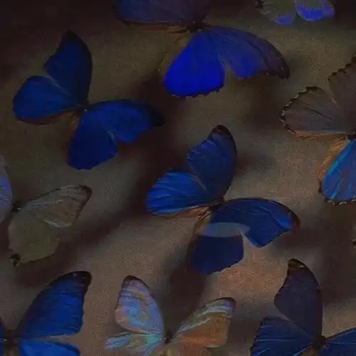 蝴蝶背景图背景图可二改还有两个放评论了 - 堆糖,美图壁纸兴趣社区