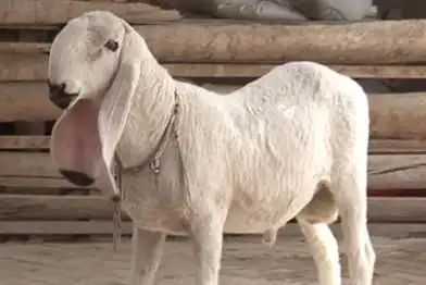 这只羊是什么品种?