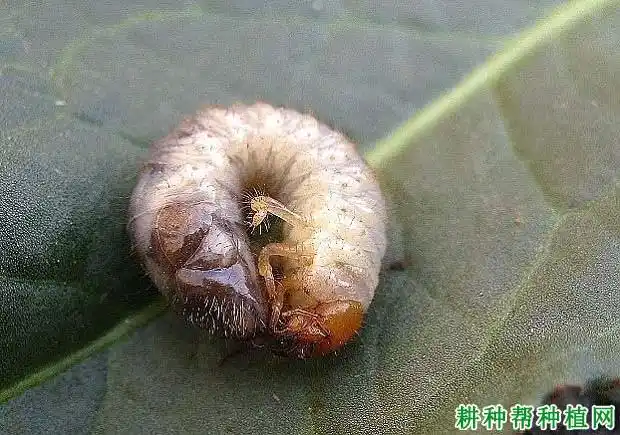 东北大黑鳃金龟鳃金龟科