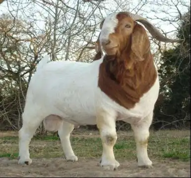 波尔山羊养殖方法成年波尔山羊公羊