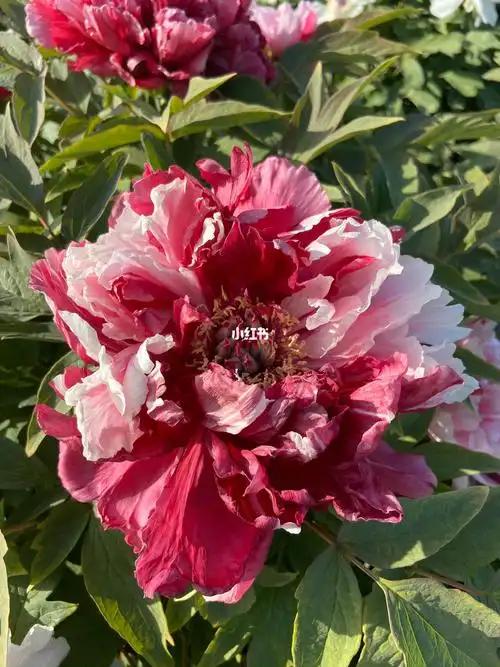 精品牡丹岛锦双色_牡丹_家居家装_家居装饰_花艺