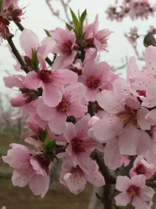 深州故里桃花绽放