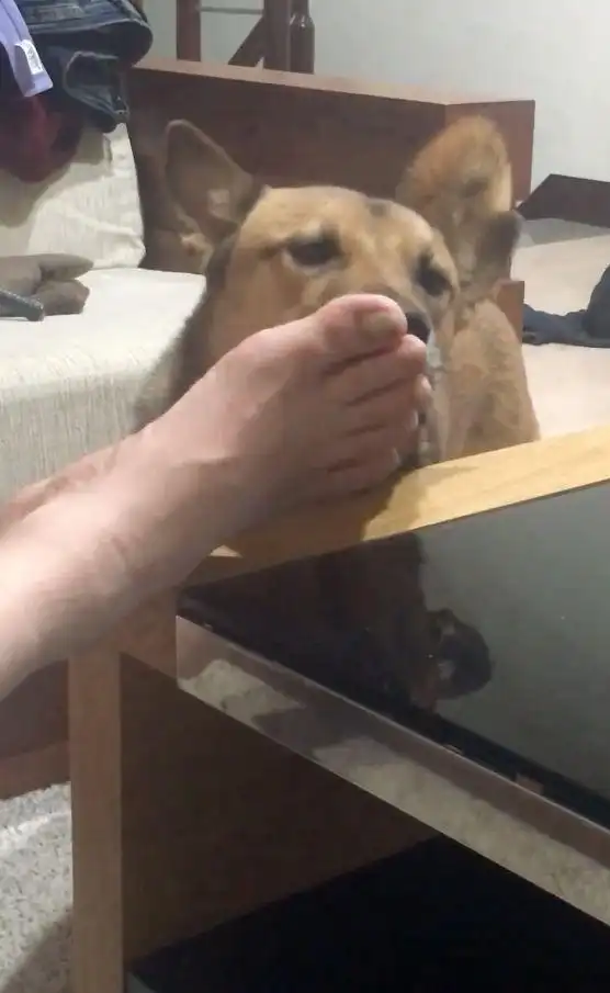 狗狗喜欢舔男主人臭脚,脚板脚趾都舔,舔完还想跟女主人亲吻 .