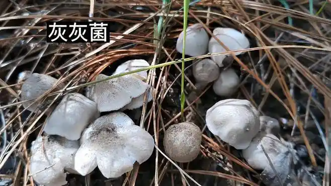 今天去捡灰灰菌,一窝一窝太多了,半小时收获了不少-三农视频-搜狐视频