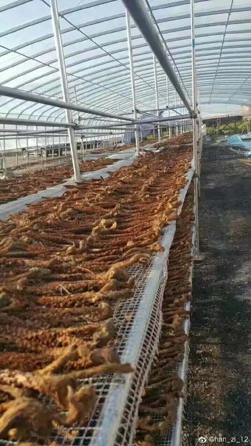 纯野生的大兴安岭山苞米!泡酒治疗风湿疗效最好了!还