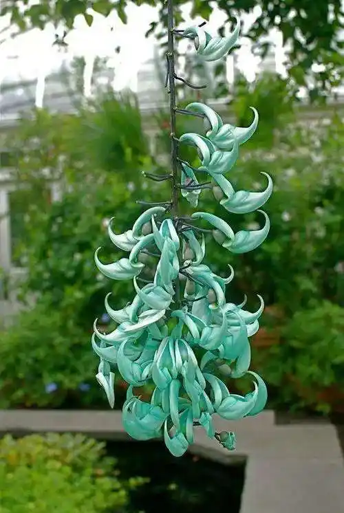 今日识花|绿玉藤