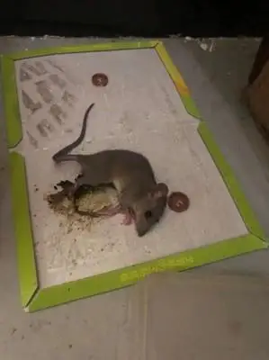 强烈推荐超强力粘鼠板 干净又方便 老鼠的克星