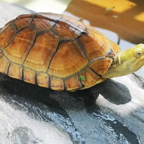 纯种皖南三黄小青龟北石苗家养小宠物小乌龟活物 12-14厘米 孤单1只