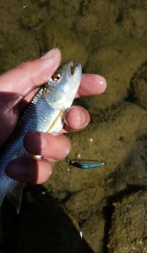 这种鱼的嘴很大,是方的,很像马的嘴,我想是不是因此得名的.
