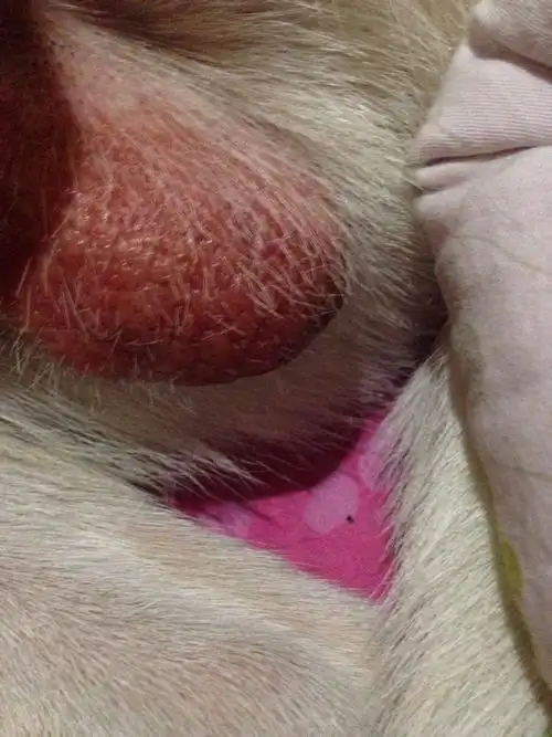 大家帮看看狗狗的蛋蛋是怎么了!一直舔也不怎么吃东西了.