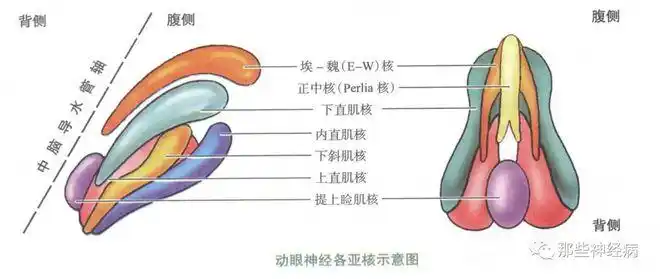 动眼神经核:亚核多,但提上睑肌核只有一个.
