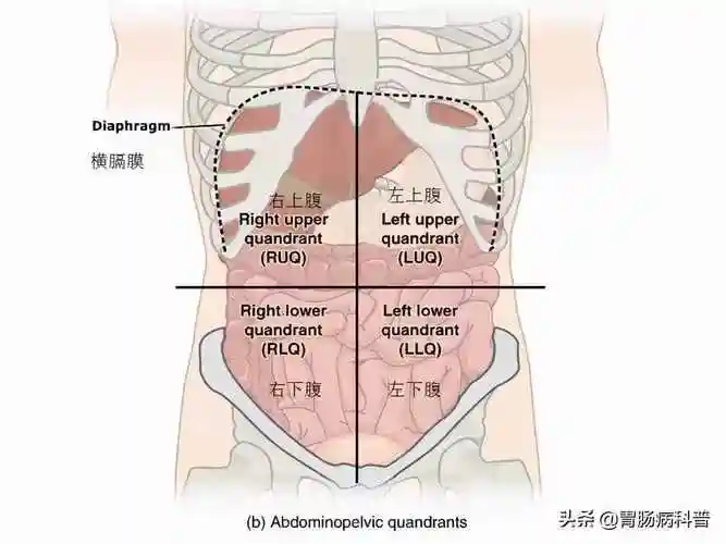 人体器官结构分图布(人体左侧疼痛什么原因男)