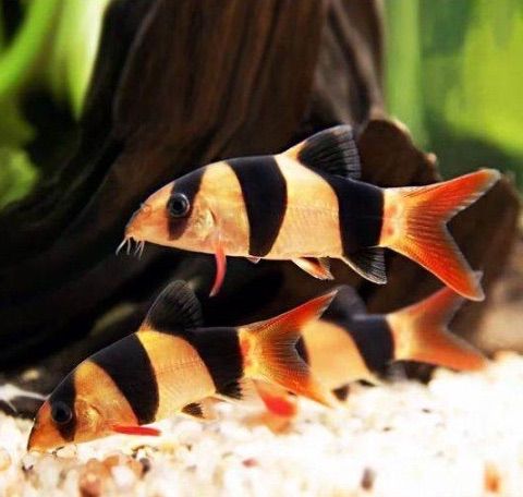 三间鼠鱼清洁鱼底栖鱼草缸鱼群游鱼淡水鼠鱼印尼进口鱼可爱三间鼠