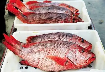 红鱼让乡亲日子更红火