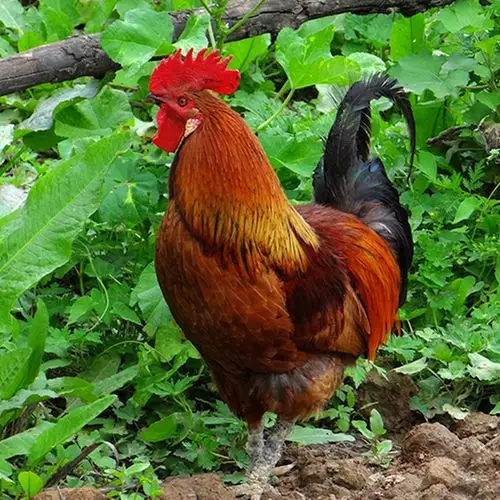 供应农家公社土鸡散养笨鸡草鸡