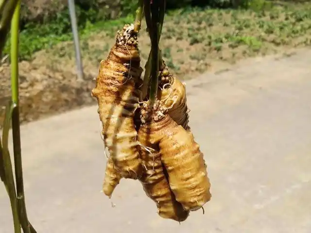 乡下的野生"萝卜",见到是福气,价值特别大,见到别一次拔完