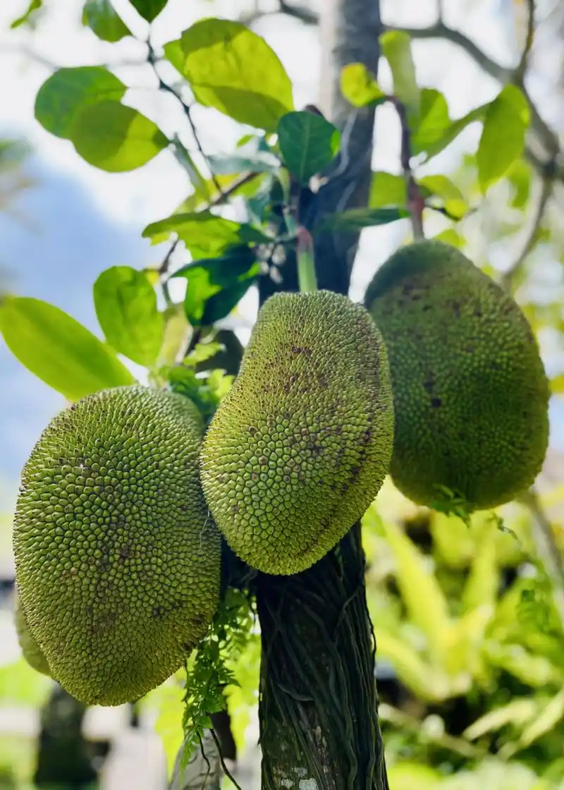 菠萝蜜#  菠萝蜜是一种热带水果,种植在温暖的气候环境下,因此在夏季