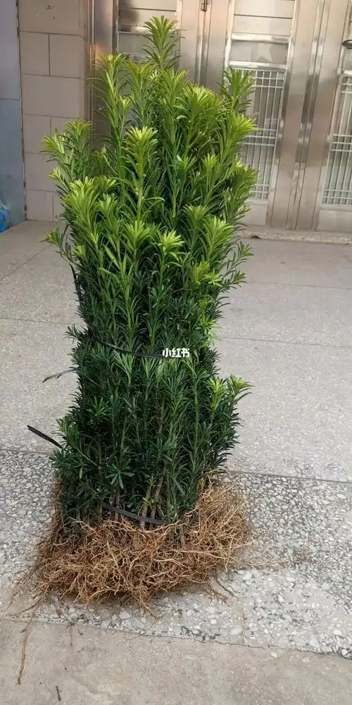 雀舌罗汉松小苗罗汉松小苗