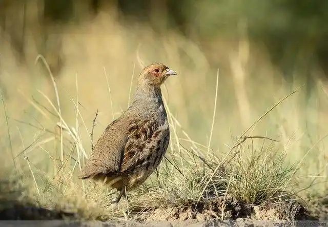 鸡脚饭 鸡脚饭加盟 鸡脚饭总部 中国有多少野生鸡