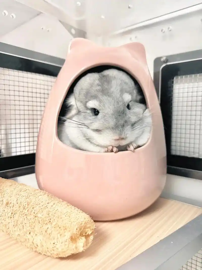 分享图片.#龙猫 #龙猫日常 #宠物日常 #龙猫 #一起软f - 抖音