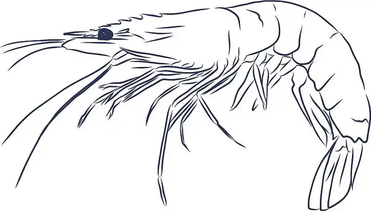 画活虾手绘线图片