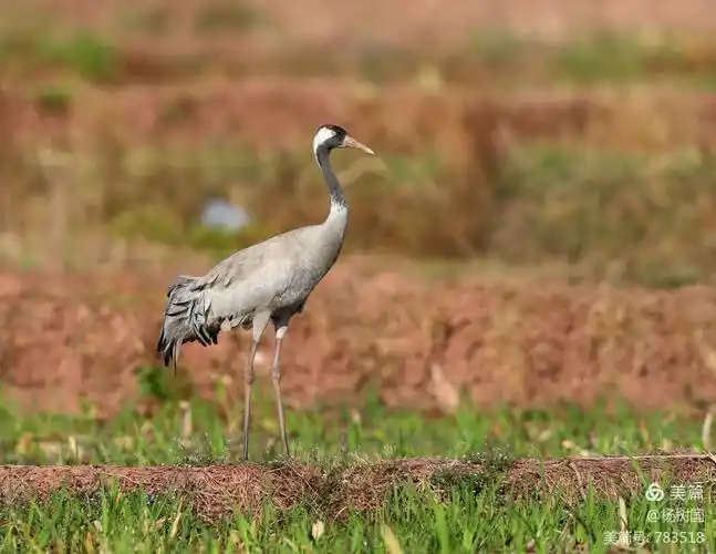 【重磅】国家二级《灰鹤》空降会理