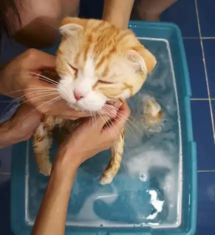 猫猫洗澡全过程