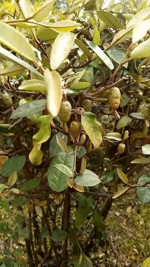 这果子我们叫牛奶奶,不知道你们叫什么.