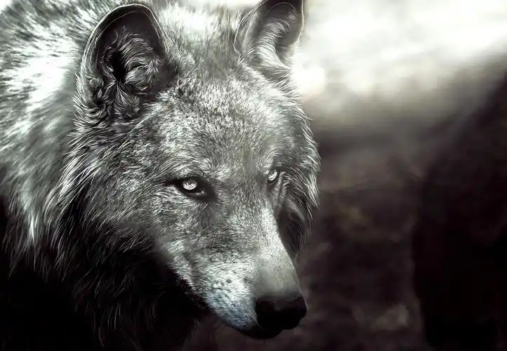 狼,绘制壁纸,黑白,头,动物,照片,2408x1667