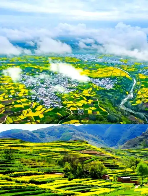 🌼陇南文县:油菜花海的春日画卷🌸