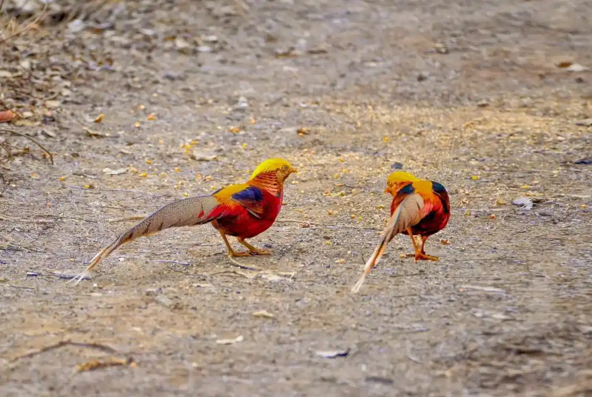 抖音图文 红腹锦鸡,身披蓝衣展姿色,头戴王冠摇长尾,好似孤 - 抖音